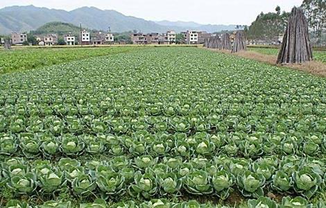 卷心菜的种植时间和方法（卷心菜的种植时间和收获时间）