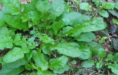 荠菜种植的方法与时间 荠菜的种植时间和管理