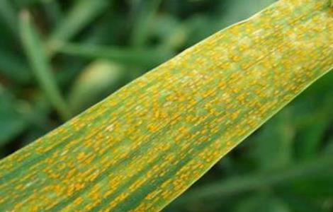 茭白的常见病虫害防治方法（茭白病虫害防治技术）