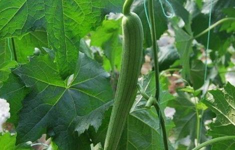 丝瓜常见病害（丝瓜常见病害图片）
