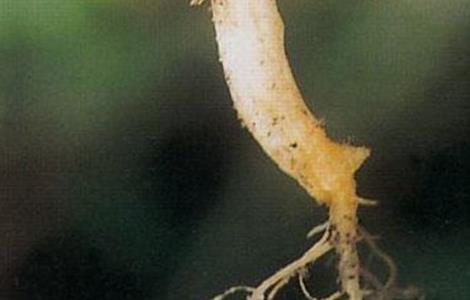 冬瓜不长新根的原因和防治措施（冬瓜苗根部烂掉的原因）