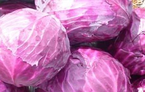 甘蓝的种植方法与时间 甘蓝种植时间及方法
