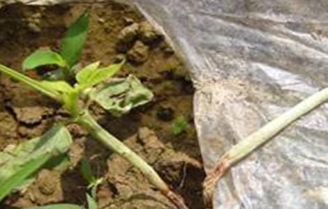 白菜常见病虫害防治方法 白菜常见病虫害防治方法视频