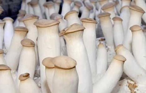 杏鲍菇种植注意事项 杏鲍菇种植注意事项和禁忌