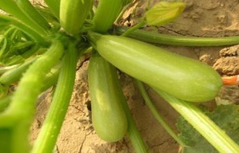 西葫芦种植时间和方法（西葫芦种植时间和方法图片）