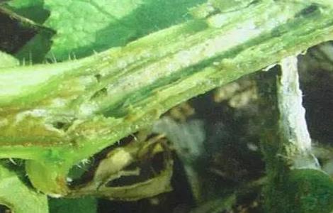 黄瓜常见的病害防治 黄瓜常见的病害防治有哪些