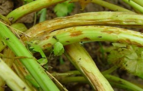 芹菜常见病虫害防治（芹菜常见病虫害防治方法）