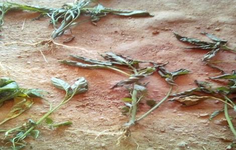 龙葵病害防治（龙葵常见病害）