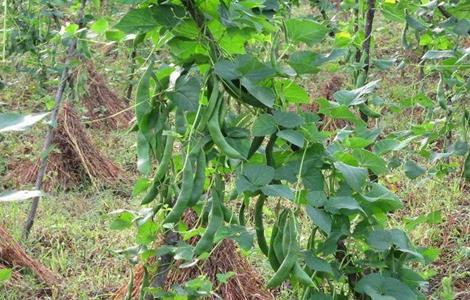 芸豆怎么种才能高产（芸豆怎么种才能高产一些）