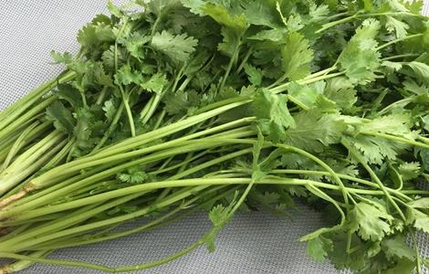 如何防治香菜常见病害 香菜病害用什么方法可以防治