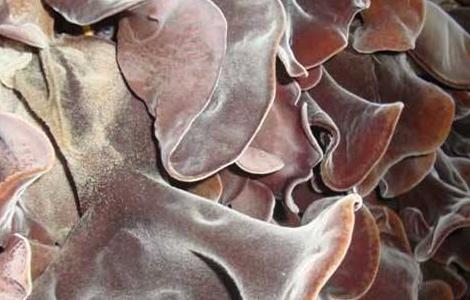 毛木耳的高产栽培技术 毛木耳的高产栽培技术与管理