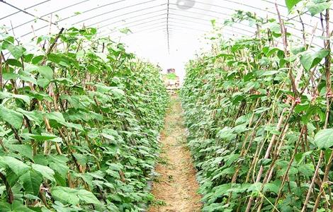 芸豆不结荚怎么办（芸豆不结荚怎么办呢）