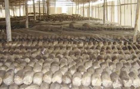 毛木耳出耳期管理要点（毛木耳的生长周期）