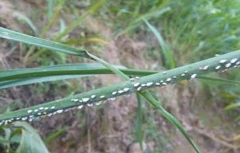 黄花菜常见病虫害（黄花菜常见病虫害有哪些）