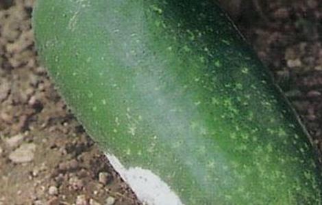 冬瓜常见的病虫害防治方法（冬瓜常见的病虫害防治方法视频）