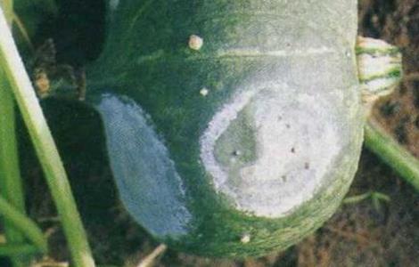 南瓜常见病害防治方法 南瓜常见病害防治方法视频