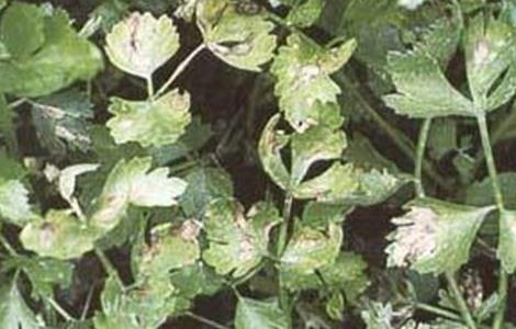 茼蒿常见病虫害防治方法（种植茼蒿需要注意哪些病虫害）