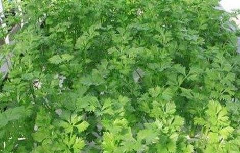 芹菜无土栽培技术 芹菜无土栽培技术ppt