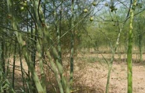 芦笋的常见病虫害（芦笋的常见病虫害及防治）