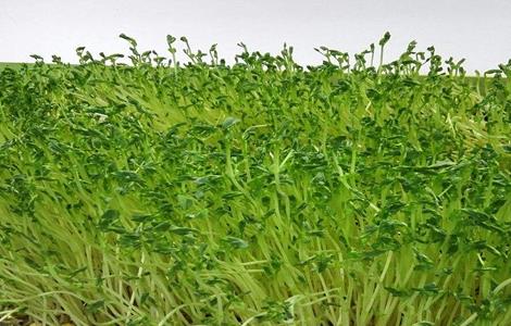 豆芽的种植方法 水培豆芽的种植方法