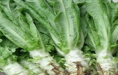 莴笋裂茎的防治（莴笋裂茎的防治与管理）