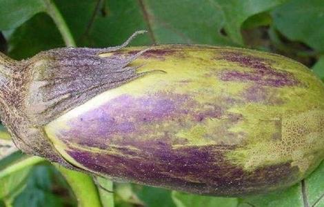 茄子着色不良的原因 茄子着色不良的原因有哪些