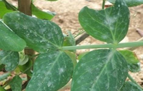 荷兰豆常见的病虫害防治方法 荷兰豆常见的病虫害防治方法农业之友