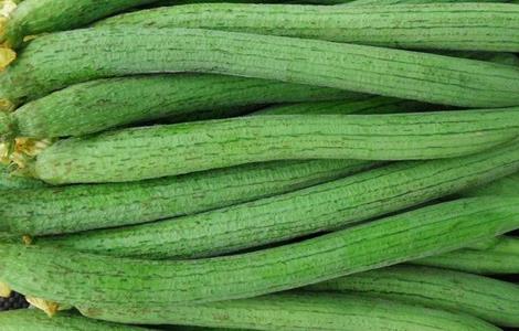 丝瓜无土栽培技术(丝瓜无土种植技术)