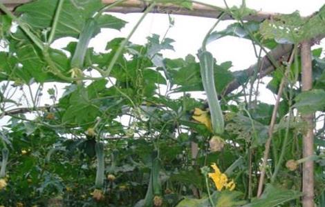 丝瓜 技术 无土栽培