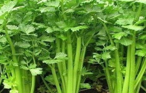 芹菜死苗怎么办（芹菜死苗的原因及防治）