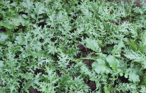 雪里红种植技术 雪里红种植技术与管理