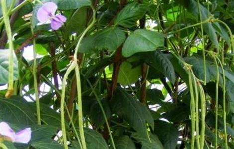 豇豆种植的注意事项（豇豆种植时间及技术要点）