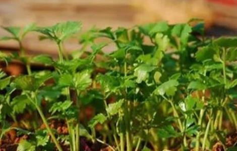 香菜叶斑病怎么办（香菜叶枯病的防治方法）