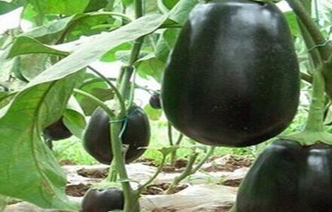 茄子如何高产的栽培技术（茄子如何高产的栽培技术和管理）