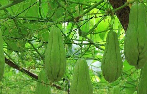 佛手瓜种植的时间与方法（佛手瓜栽培时间）