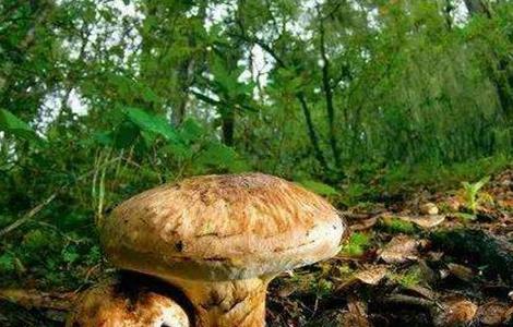 松茸怎么种好（松茸能否种植）