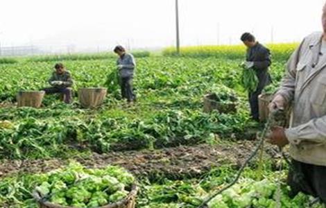 榨菜的栽培技术 榨菜的栽培技术和管理