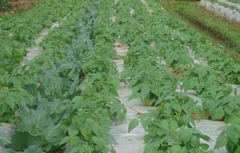 四季豆如何施肥(四季豆如何施肥效果好)