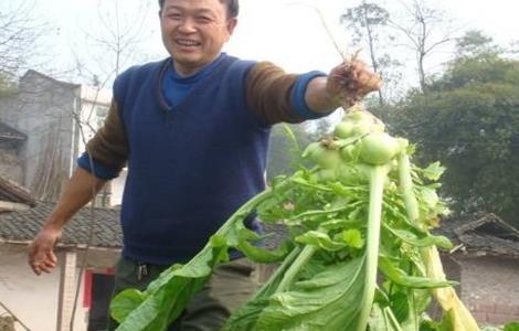 榨菜种植的田间管理 榨菜的种植方法及田间管理