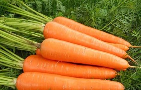 早春胡萝卜的田间管理