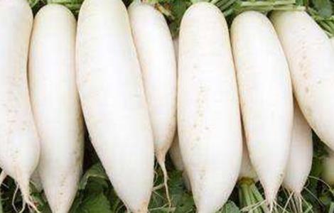 秋季萝卜易患病害及防治（萝卜主要病害）