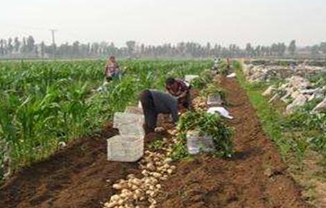 马铃薯产量低的原因及解决方法 马铃薯总产量下降的原因