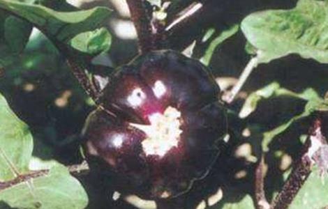 茄子僵果的原因及防治方法（茄子僵果的原因及防治方法是什么）