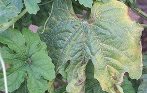 苦瓜叶片发黄的原因及防治方法(苦瓜叶子发黄的原因及防治方法)