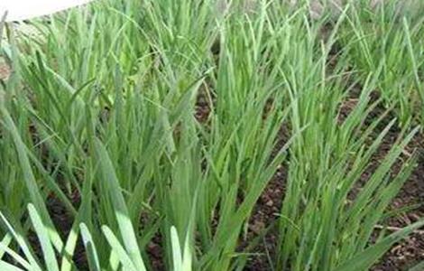 夏季高温期韭菜管理要点（韭菜生长最低温度）