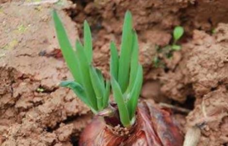 洋葱种植需要注意哪些问题 种植洋葱需要注意什么