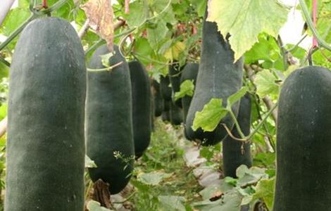 种植冬瓜的注意事项（种植冬瓜的注意事项是什么）