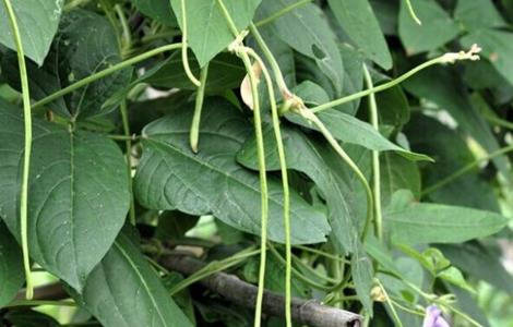 豆角高产的种植方法（哪种方法种植豆角高产）