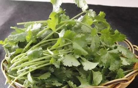 香菜种植的注意事项 香菜种植的注意事项是什么