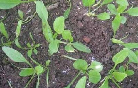 越夏菠菜死棵的原因及防治方法（越夏菠菜死棵的原因及防治方法是什么）